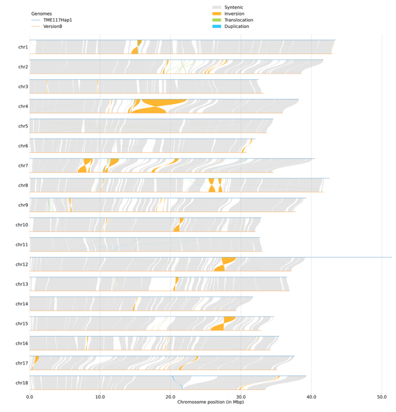 Chromosome by chromosome comparison of TME117 haplotype 1 genome (blue line) with the official Cassava reference genome sequence version 8 (orange line). Sequence inversions are visualized in orange connections between the two genomes, and in grey, the similar regions and the empty regions are inserts or deletions. 