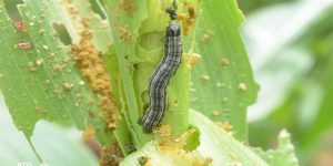 Fall armyworm destroys maize.