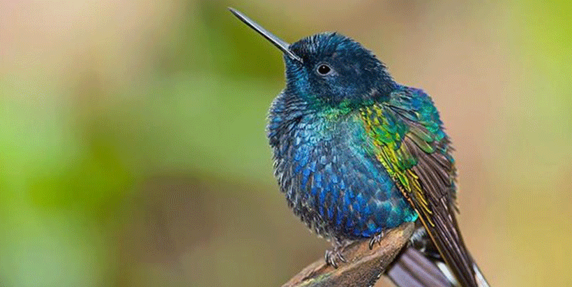 The hummingbird is the smallest migrating bird, flying up to 600 miles nonstop