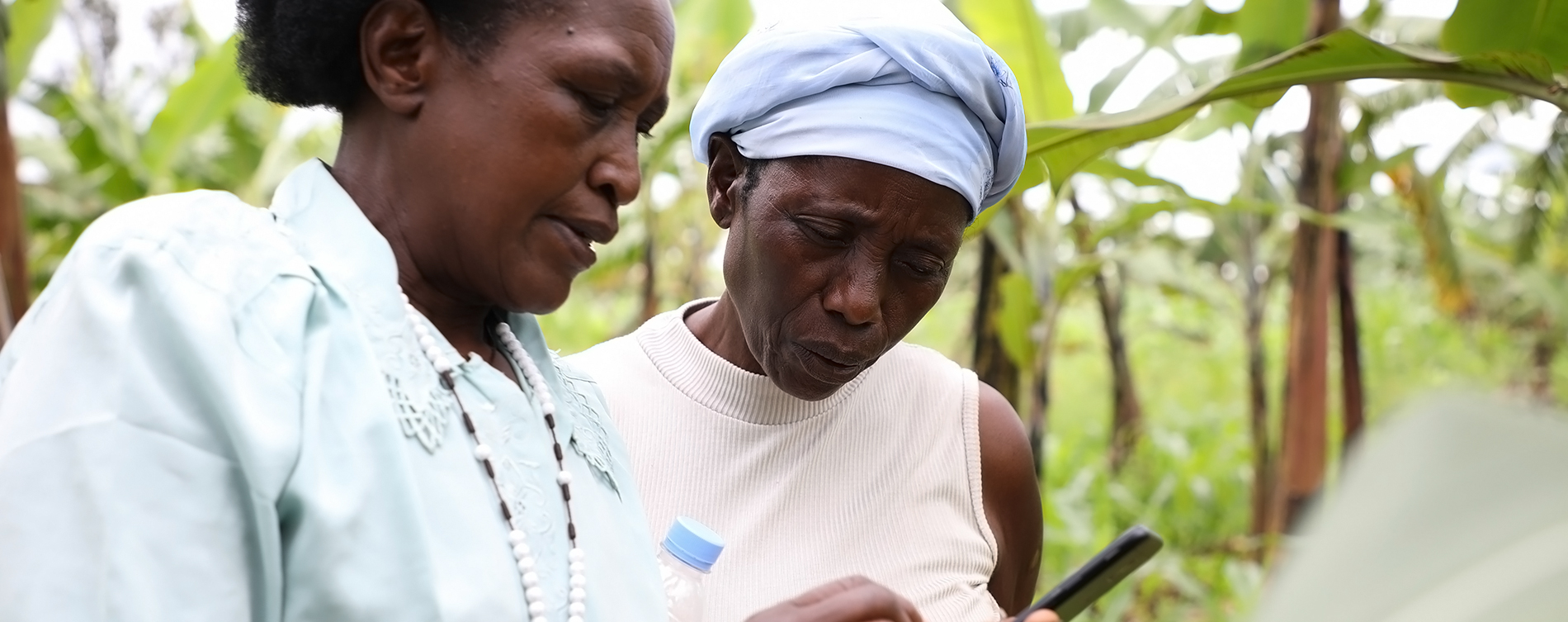 IITA-Rwanda releases a digital application in the fight against bacterial wilt disease in bananas