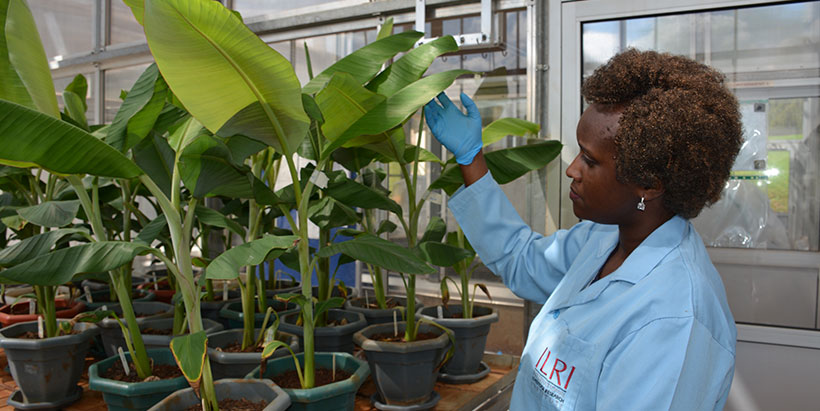 IITA, AfS partner to promote biotech communication
