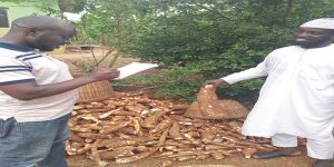 Processed cassava marketer inOyo State