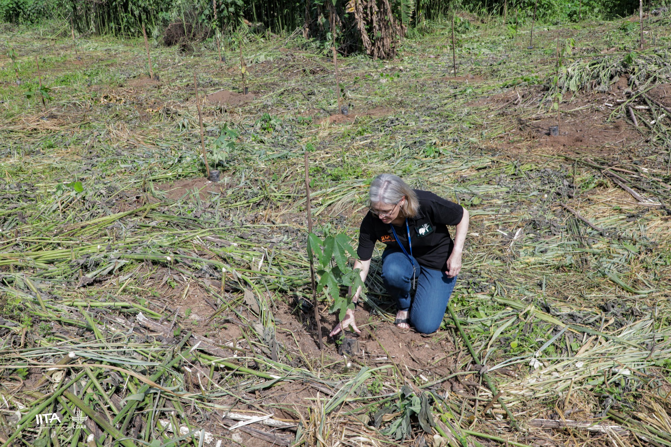 IITA DDG Corporate Services planting the African Maple tree seedling.