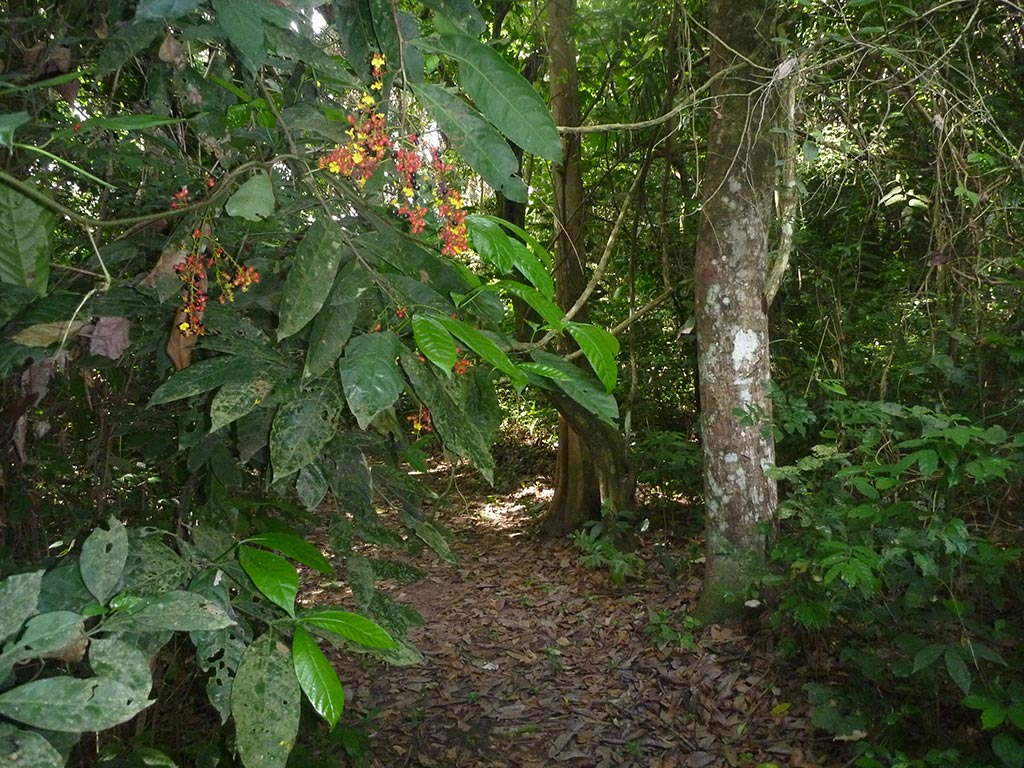 IITA Forest Reserve.