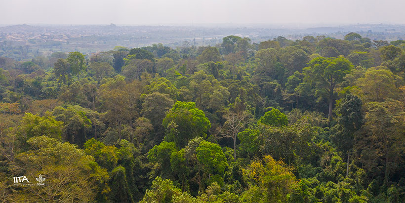 IITA Forest cover overview.