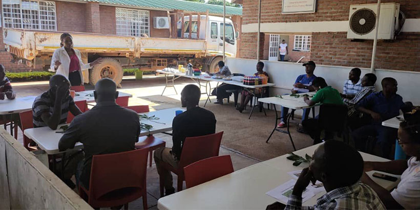 IITA-Malawi staff listening to a research facilitator during the Cassava Chat session.