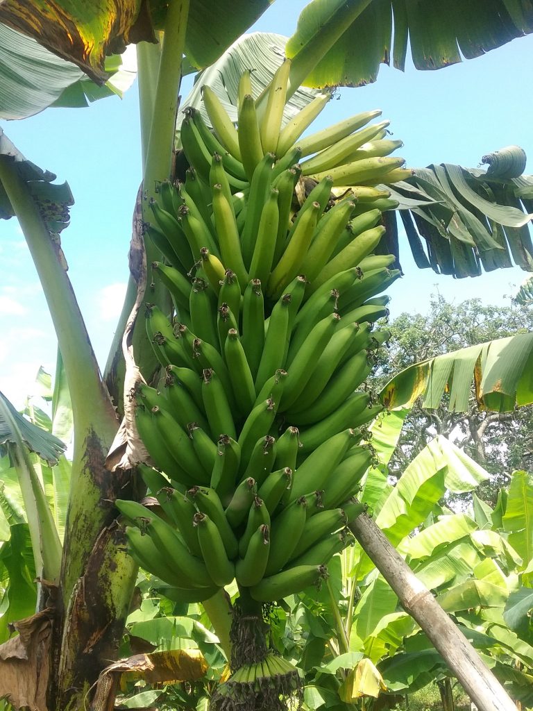 Fusarium resistant mchare T2070-1 at NMAIST