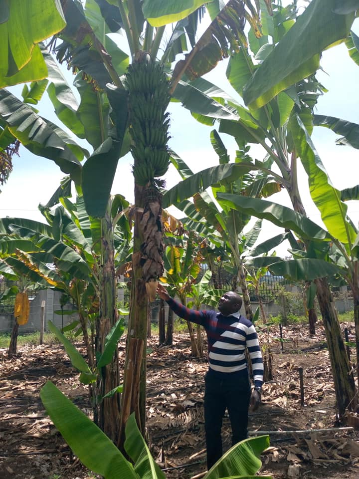 TARI banana program lead, Mpoki Shimwela inspecting new Mchare hybrids at IITA fields at NMAIST