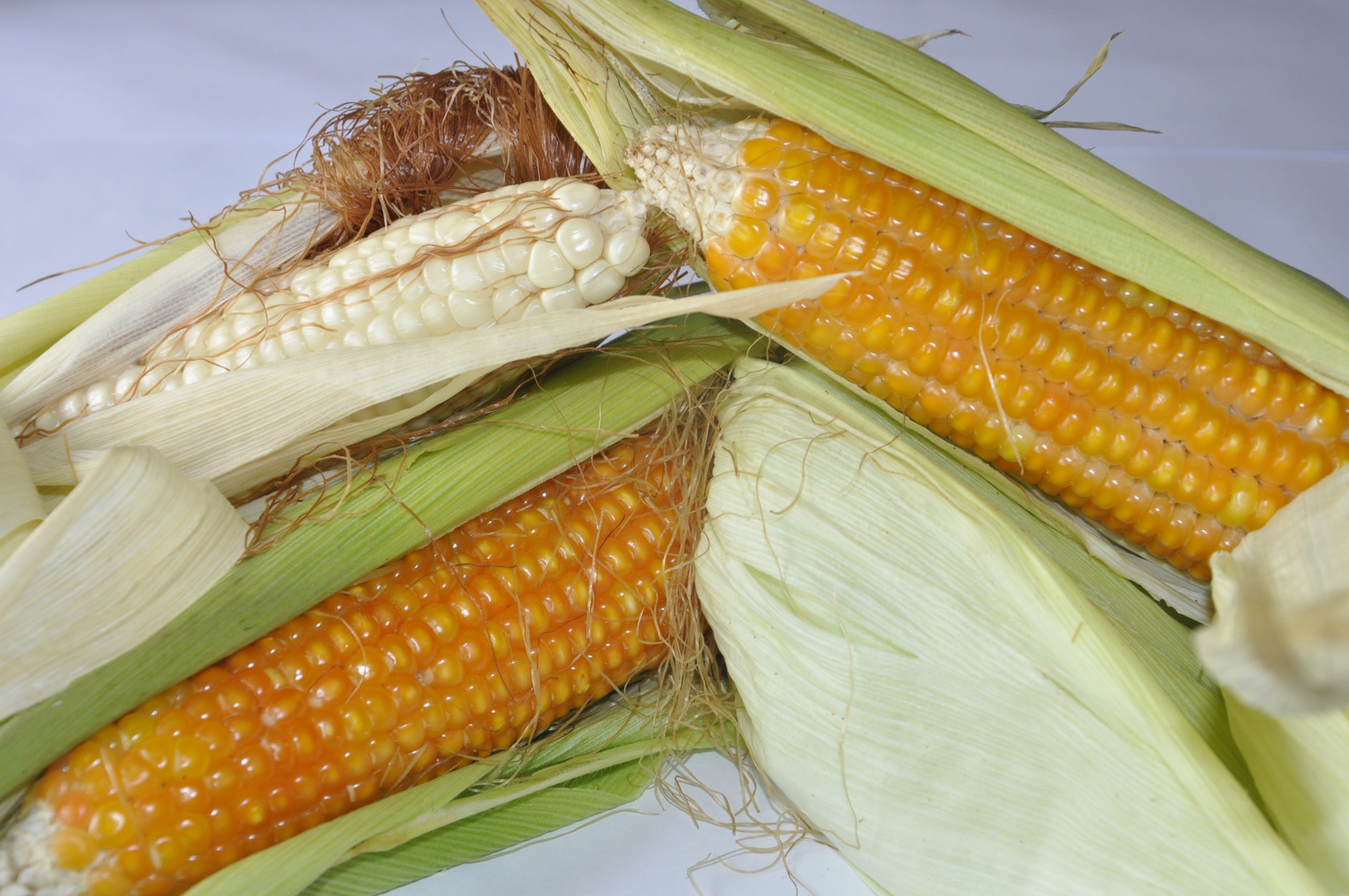 IITA Maize Improvement Program has successfully developed Striga-resistant, provitamin-A-enhanced, and early maturing varieties.