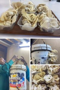 New Mushroom Cultivation venture to support biodiversity conservation, nutrition, and economic empowerment at IITA Forest Center