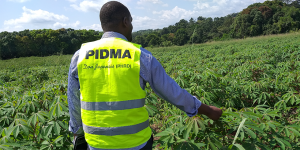 IITA produces basic seeds for major crops, including cassava.