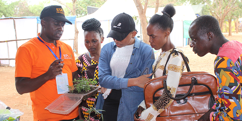 IITA research associate, Jacob Njela (left) creating awareness on the cut- single –node technology for producing many cassava seeds for a short period. Photo: Hadi/IITA