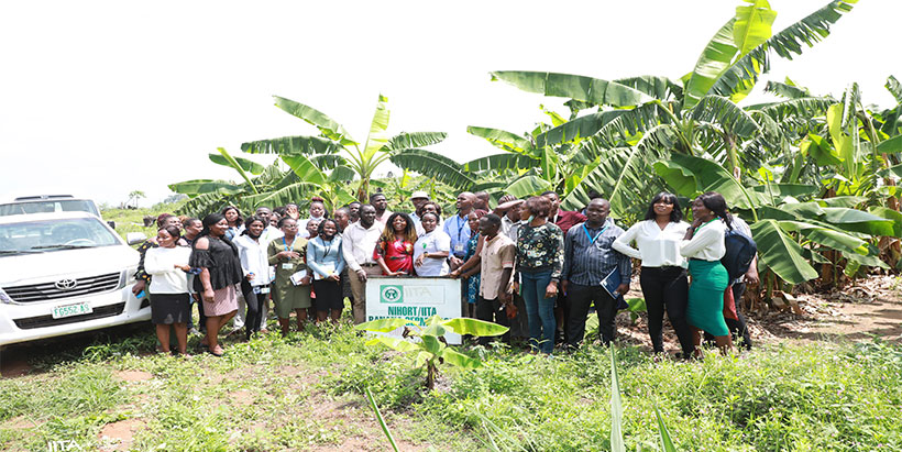 IITA research fellows at NIHORTbanana germplasm collection.