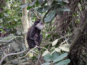 Picture of Red-bellied monkey with baby 