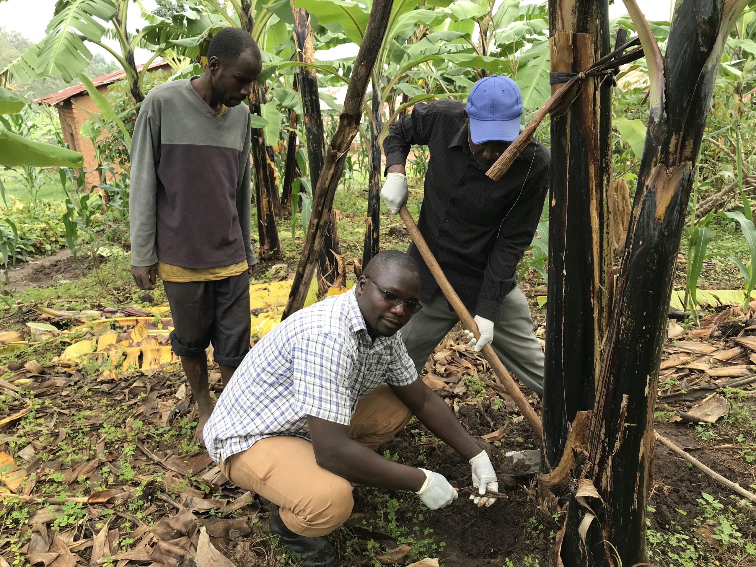 Global Food System Challenge