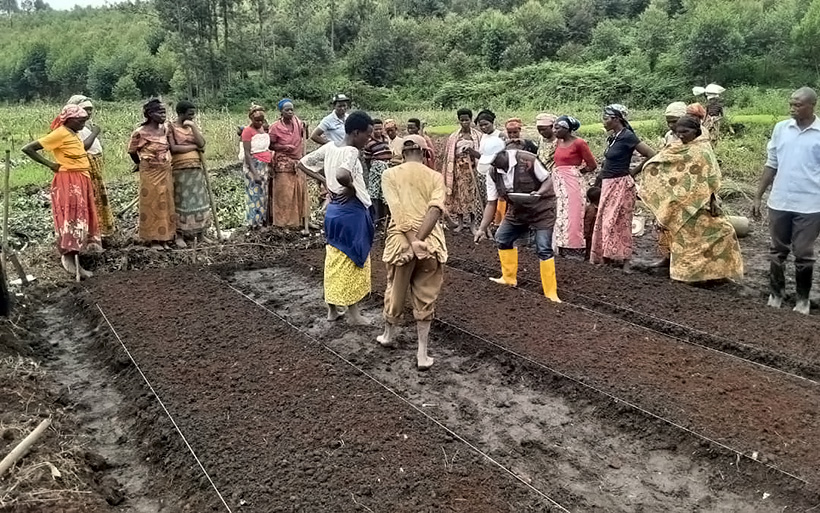 In Buhiga District, Karusi Province, Burundi, after receiving small packs to test in their small plots at home, farmers are actively observing and learning about good agronomic practices at a demonstration plot for rice farming.