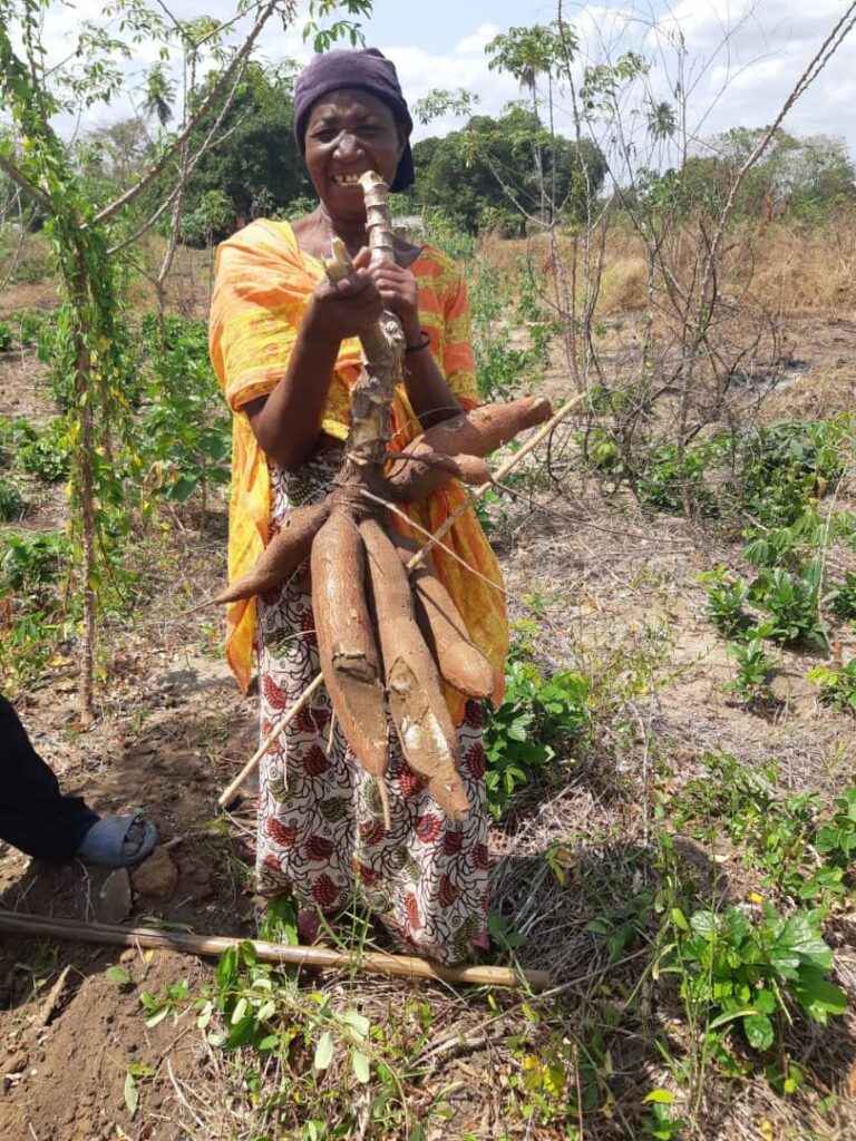 Improved yields in demonstration plots build farmers’ trust in AKILIMO tools