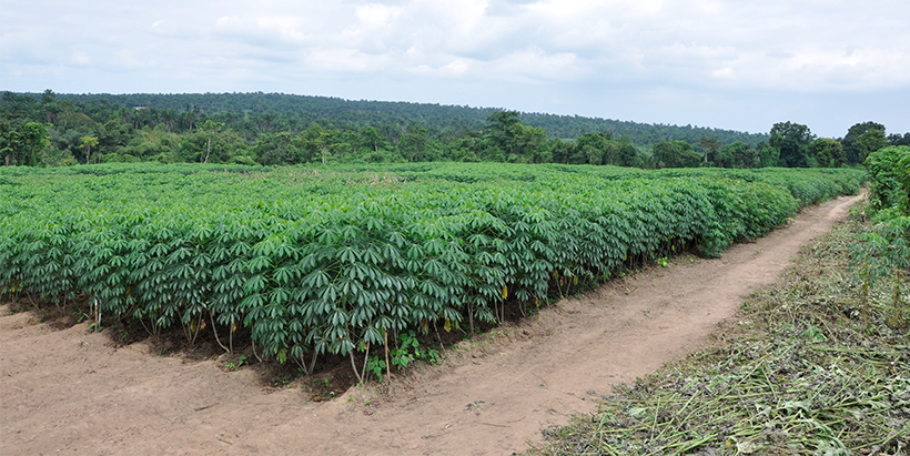 Improved yields in demonstration plots build farmers’ trust in AKILIMO tools