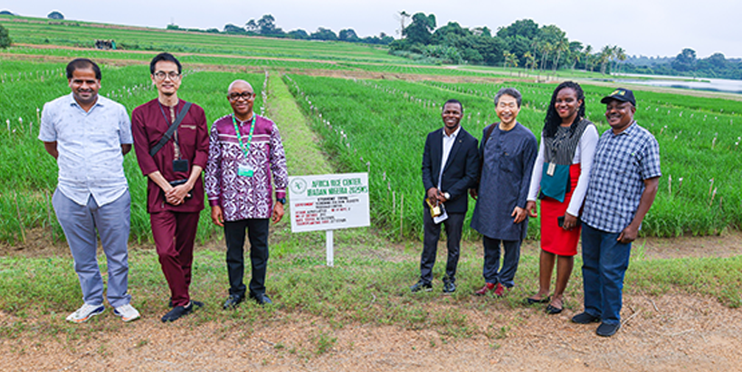 JICA delegates on a visit to the AfricaRice trial field.