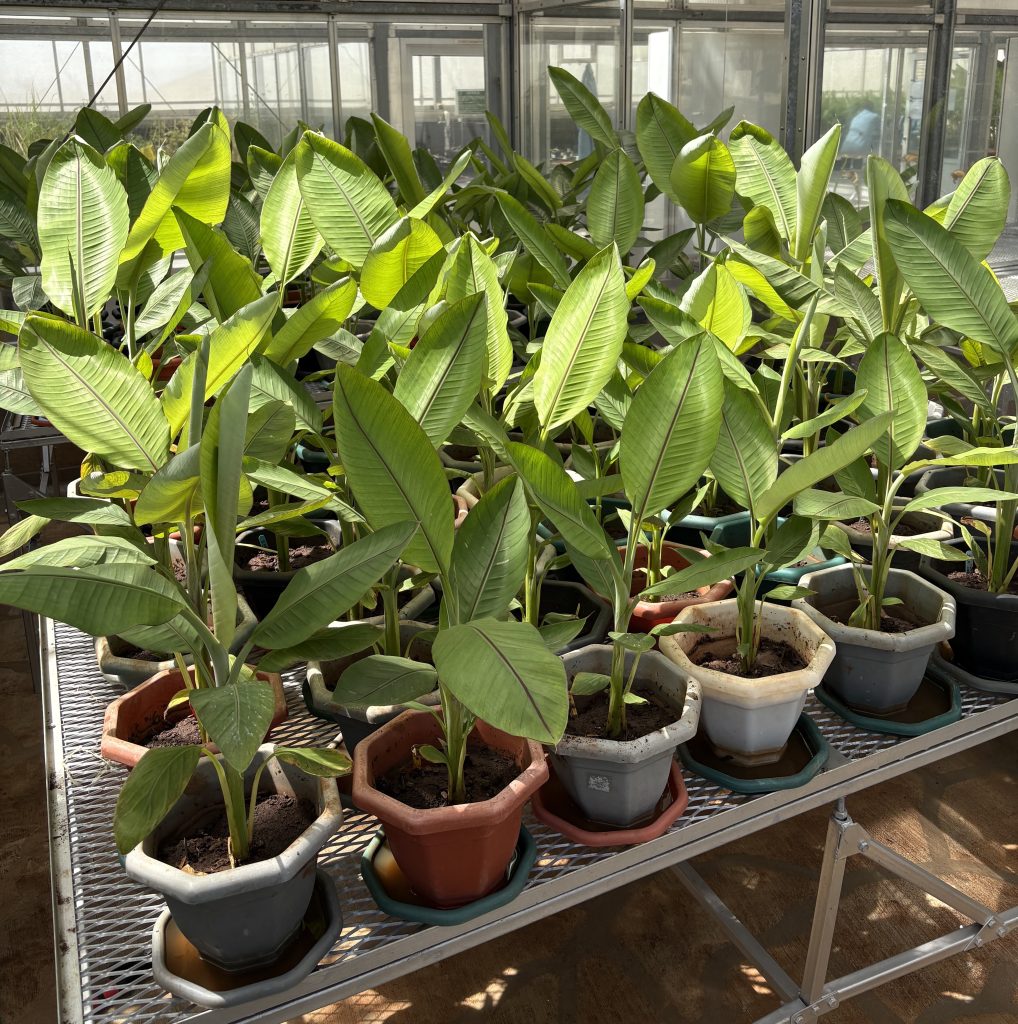 Kenya Clears Path for Field Trials of Gene-Edited Banana