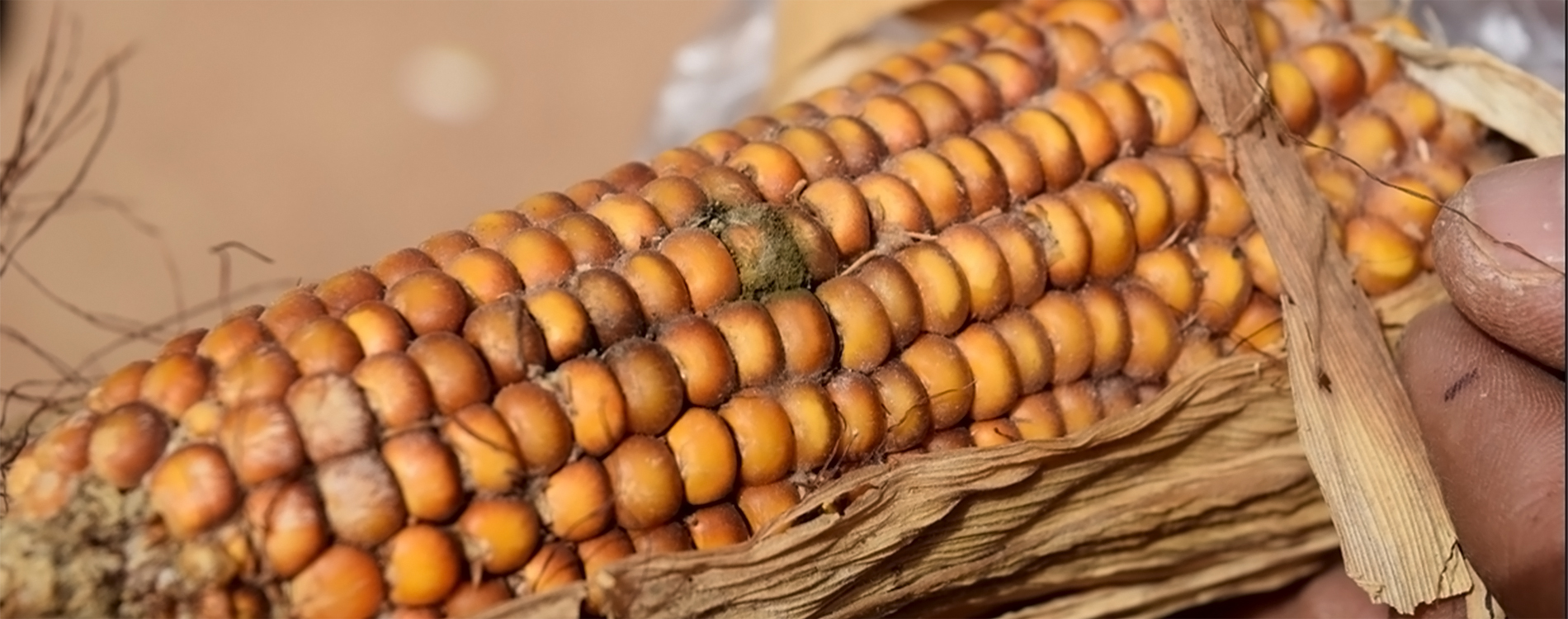 Ghanaian farmers can now control Aflatoxin, earn big