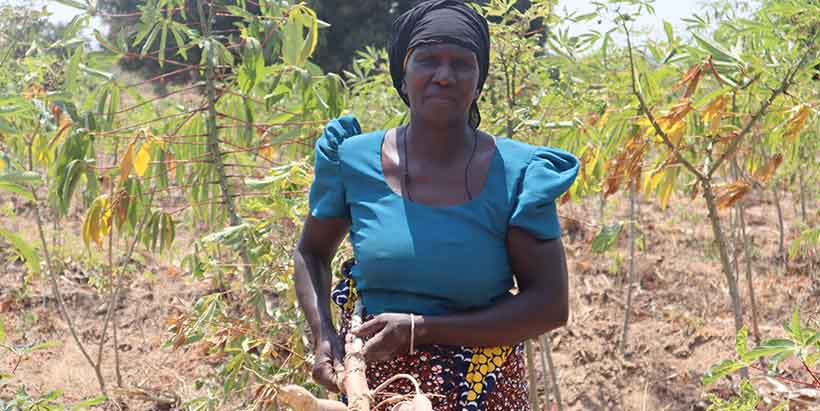 Mariam Kauli in her cassava field appealing for access to high-yielding and disease-resistant cassava seeds. Photo: IITA/Hadi Rashid
