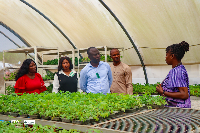 Members of the delegation during a guided tour of the IITA Semi-Autotrophic Hydroponics (SAH) Facility.