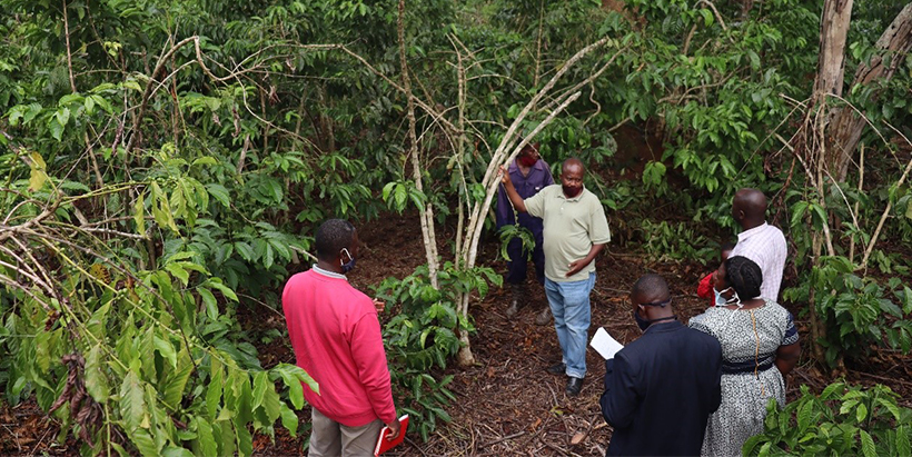 More coffee, more cash—improved livelihoods for Bakyabumba farmers