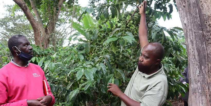 More coffee, more cash—improved livelihoods for Bakyabumba farmers