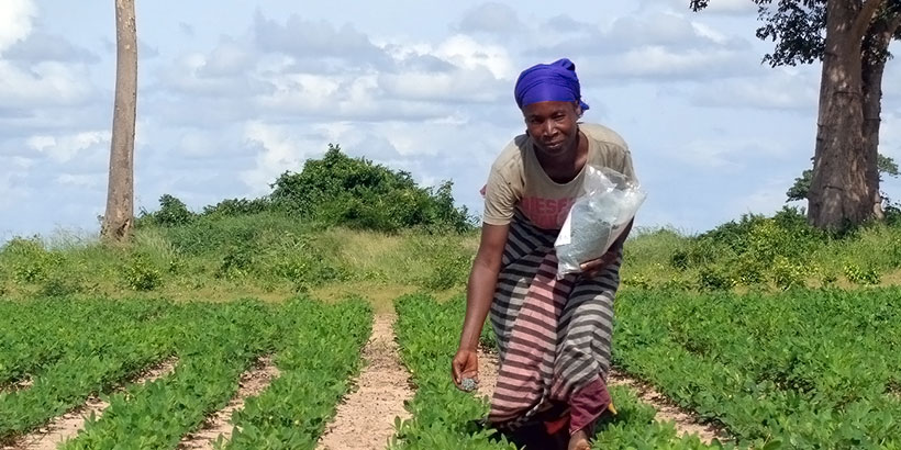 Muacheia Acacio Groundnut farmer applying Aflasafe in Muriaze, Nampula Province, Northern Mozambique, during field efficacy trials conducted during the 2016/2017 cropping season.