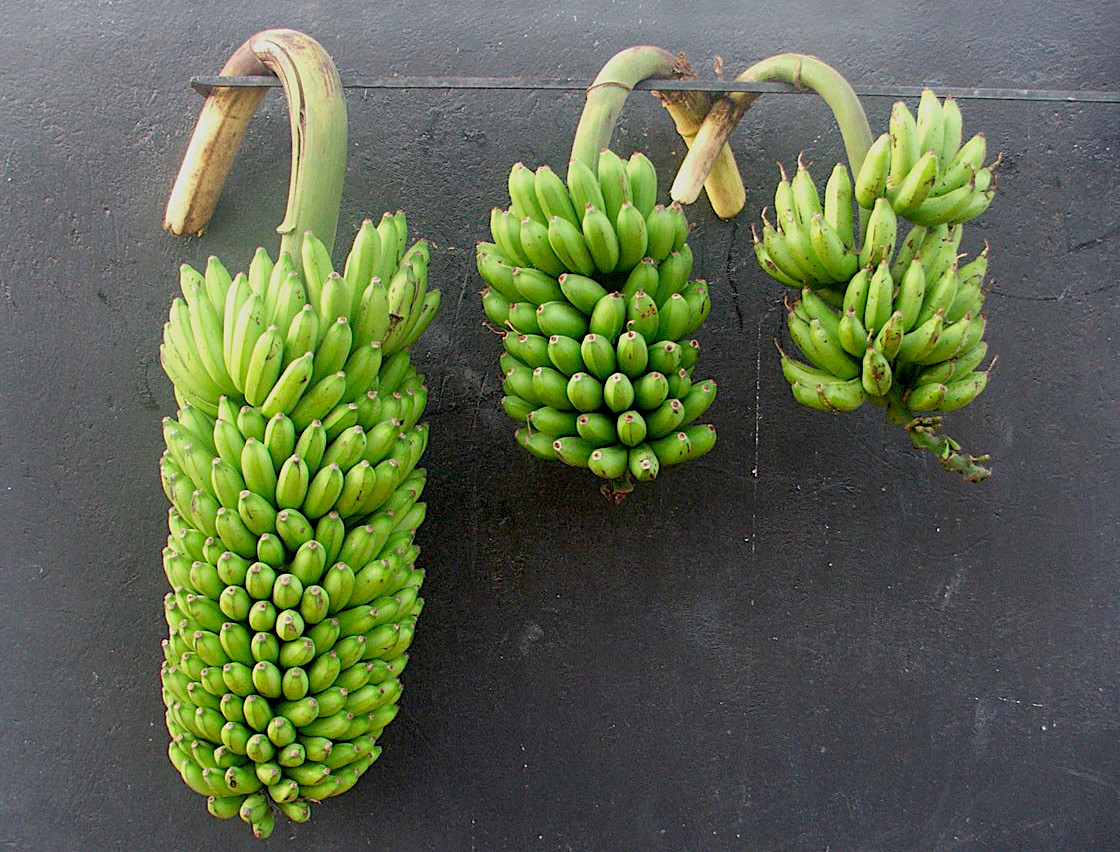 High yielding NARITA compared to its parents.