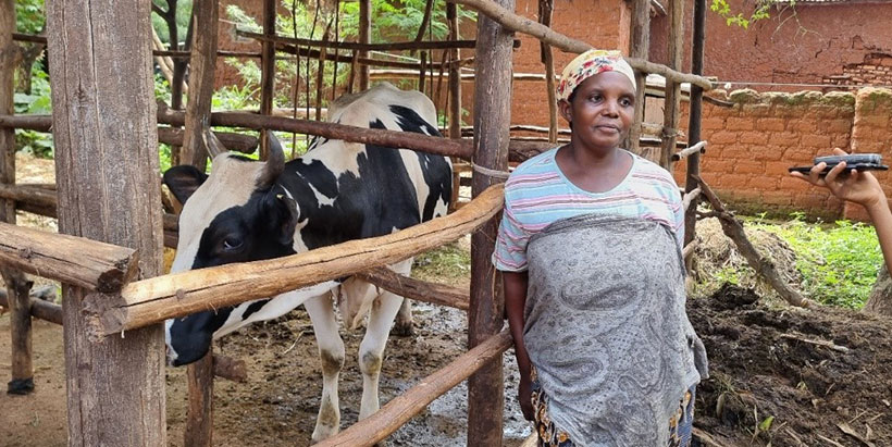 Ndayishimiye Sylvie in Muzinda (Bubanza Province) celebrates a successful pregnancy diagnosis, avoiding resorting to a bull after her cow exhibited blood drops post-insemination. She anticipates the birth of a calf valued at 1,000,000 BIF alongside the increased dairy production.