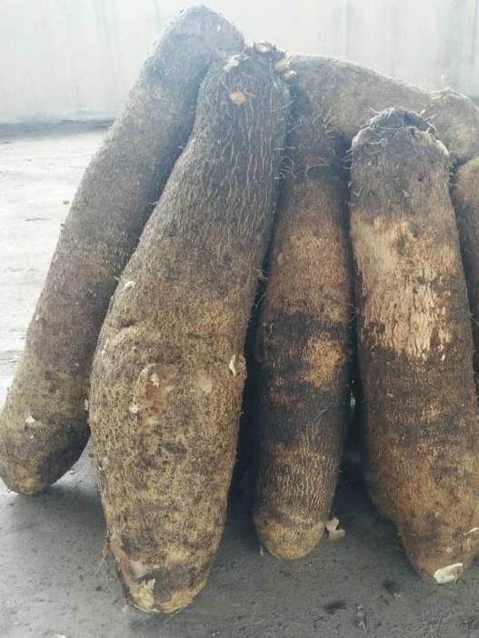 Newly released UMUDr34-Sunshine produces rough, brown skin tubers with small corm cylindrical shape.