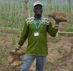 Picture of Norbert Maroya, YIIFSWA-II Project Leader, shows off tubers from the harvest