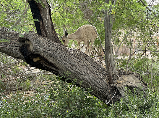  A solitary Nubian ibex adapting to its non-native habitat. Photo credit: Dr Ellie Diamant