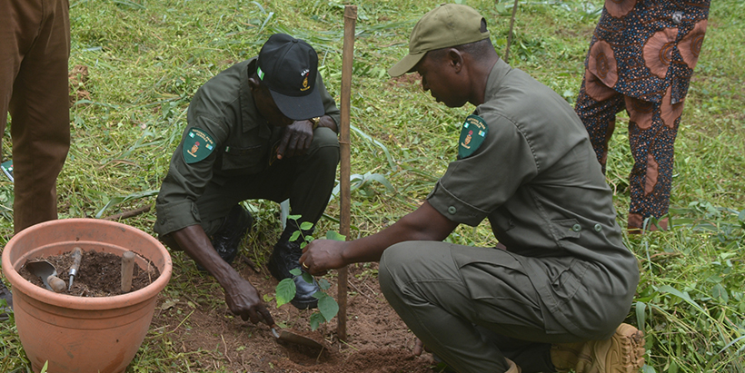 Okomu National Park forest rangers planting a tree seedling.
