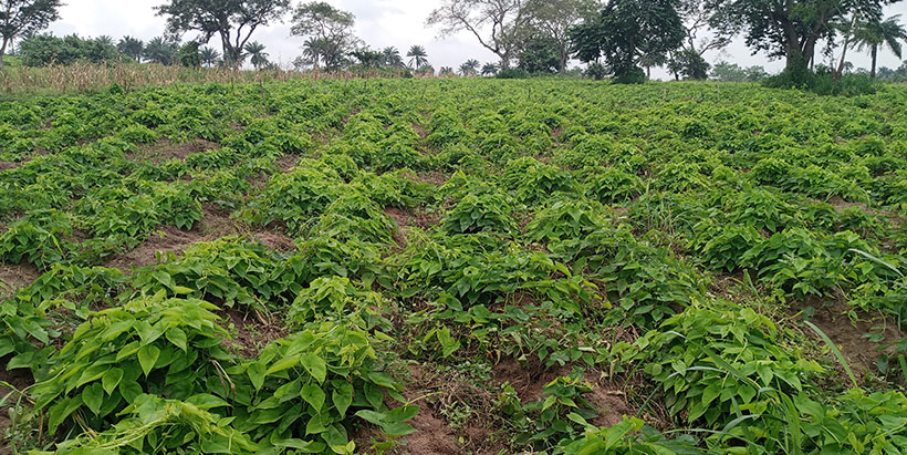 One of the yam multiplication plots