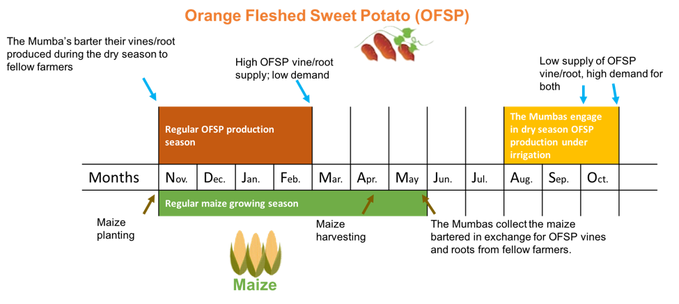Picture of a graphic illustration of how the Mumbas make it work. Credit: Jonathan Odhong’, IITA