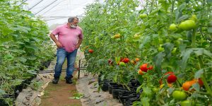 Youth Outgrowers Program vegetable greenhouse.