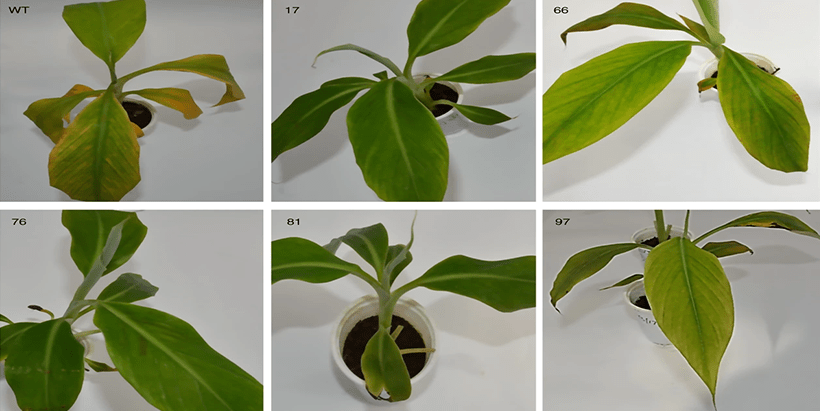 IITA paper on genome editing among most read Open Access journal