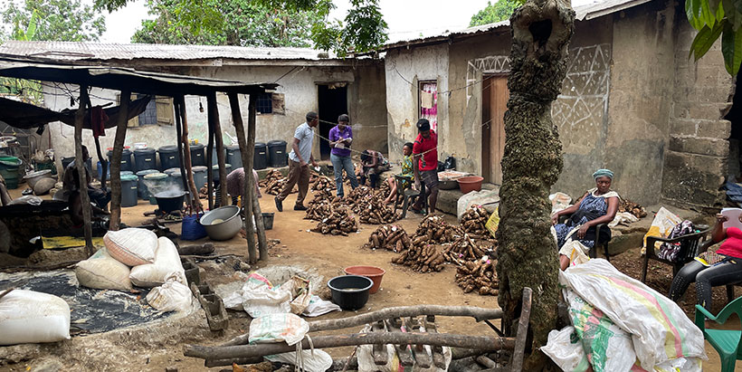 Participatory cassava processing in Littoral zone in Cameroon.