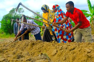 Farmers in Zanzibar learning how to construct rice bunds that conserves water in rice production.