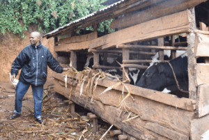 Picture of Mr Ismail Abass feeding his cows.