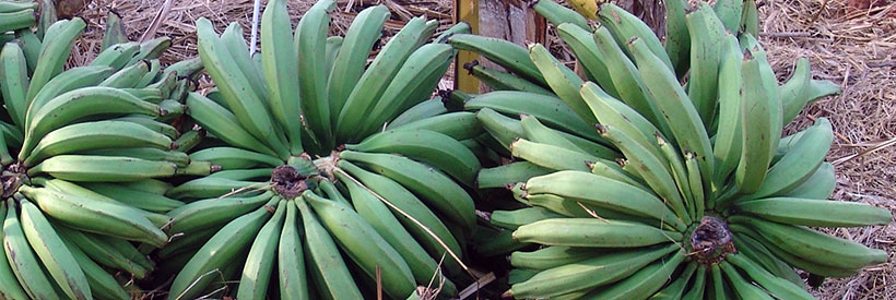 Plantain fruits.