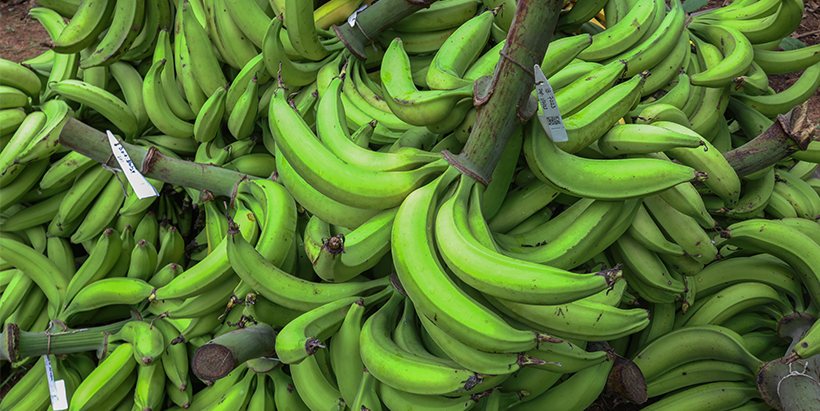 Plantain harvested from an IITA field trial.
