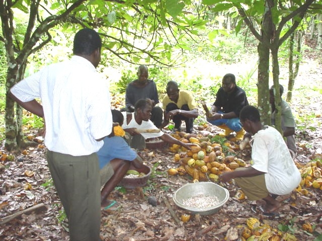 Picture of Cocoa was one of Nigeria’s major cash crops in the 1960s