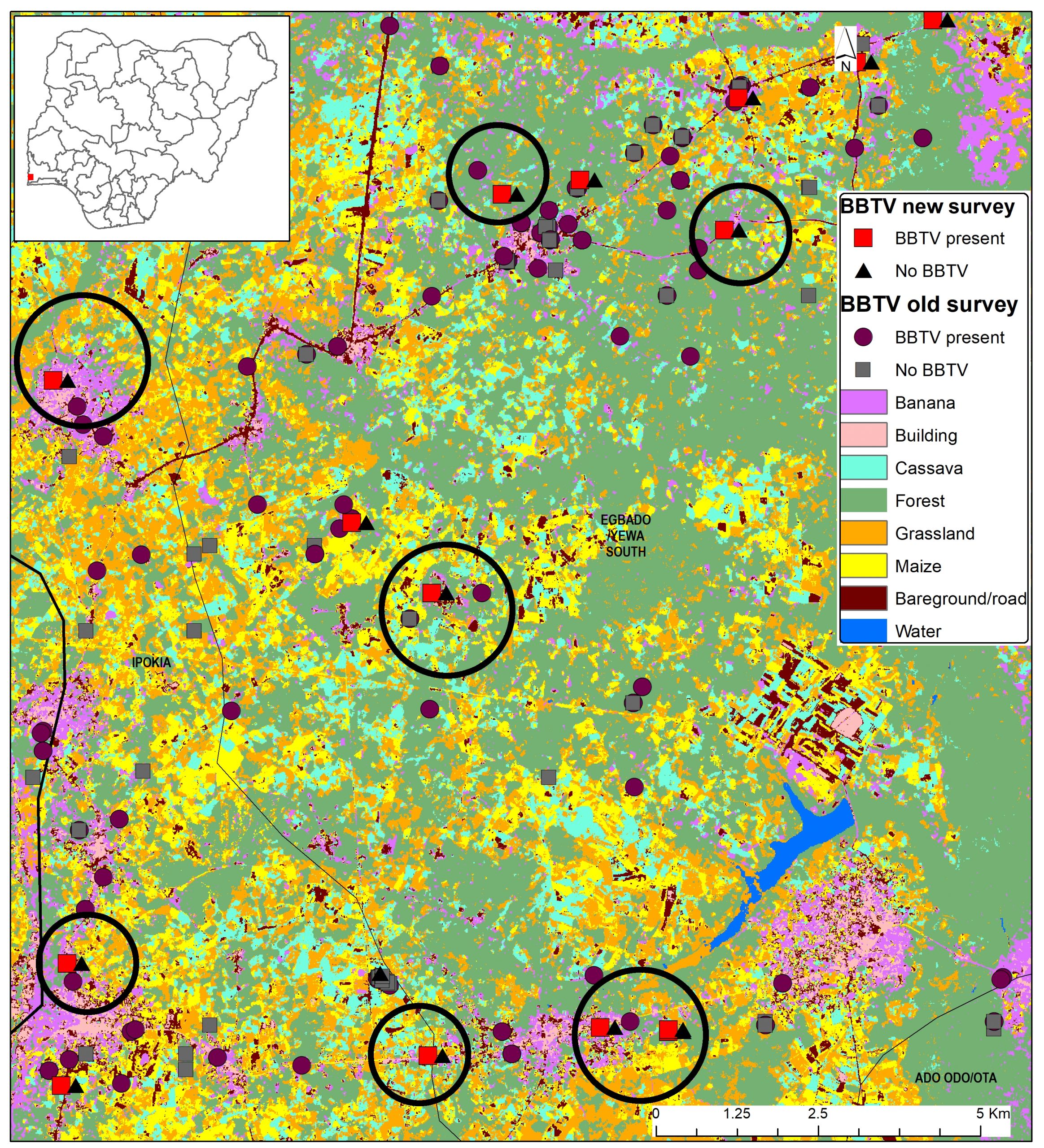 Prediction of bananas and identification of bunch top-affected fields in mixed cropping systems in Idologun region in Nigeria. Image: IITA/T. Alabi