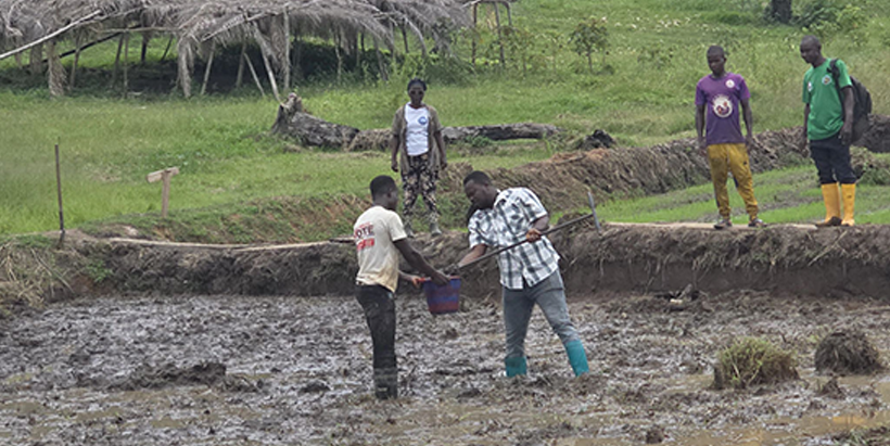 Preparation of rice trial plots in Liberia.