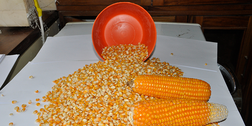 Prepping maize in a laboratory at IITA