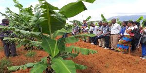 Tutors from Agriculture Training Institutes during a field visit to a CSA demonstration plot as part of their capacity building.